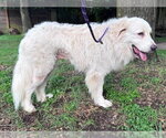 Small #7 Great Pyrenees
