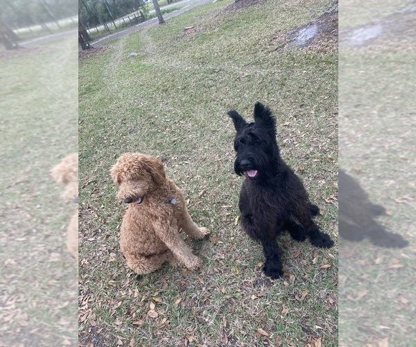Medium Photo #29 Doodle-Goldendoodle Mix Puppy For Sale in DADE CITY, FL, USA