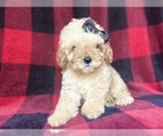 Image preview for Ad Listing. Nickname: Sadie