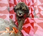 Small #2 ShihPoo