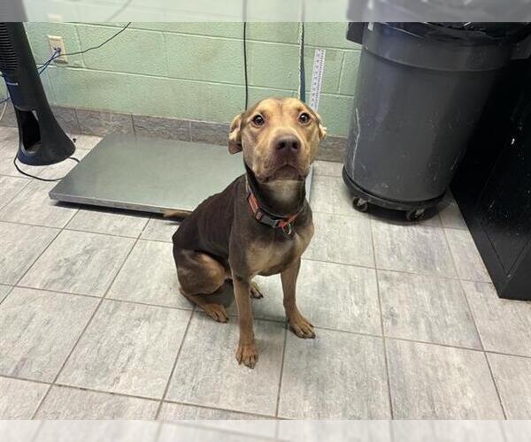 Medium Photo #1 American Staffordshire Terrier-Unknown Mix Puppy For Sale in Grand Prairie, TX, USA