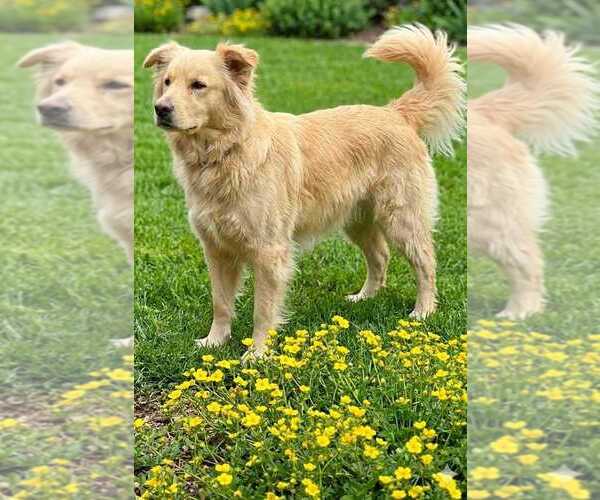 Medium Photo #2 Golden Retriever-Unknown Mix Puppy For Sale in San Diego, CA, USA