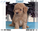 Puppy Timmy Poodle (Toy)
