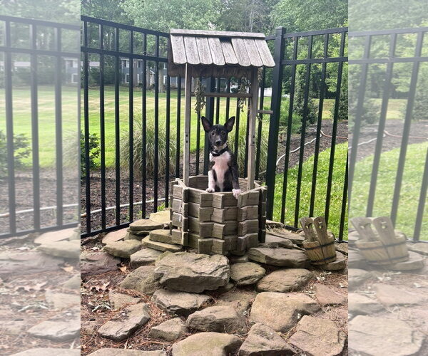 Medium Photo #11 Mutt Puppy For Sale in Oakhurst, NJ, USA