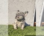 Small Photo #15 French Bulldog Puppy For Sale in MIAMI, FL, USA