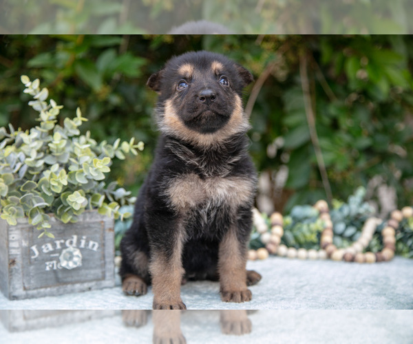 Medium Photo #1 German Shepherd Dog Puppy For Sale in GRABILL, IN, USA