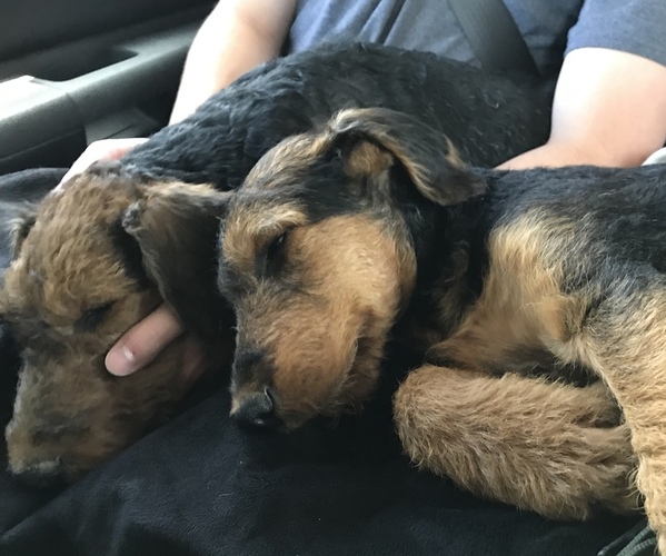 Medium Photo #2 Airedale Terrier Puppy For Sale in NORTH PLAINS, OR, USA
