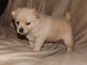 Schipperke Puppy for sale in SEYMOUR, MO, USA