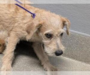 Mutt Dogs for adoption in Las Vegas, NV, USA