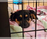 Small #5 Doberman Pinscher Mix