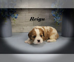 Small #4 Cavalier King Charles Spaniel