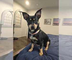 Dachshund-Unknown Mix Dogs for adoption in Boston, MA, USA