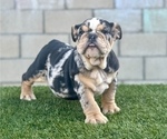 Small Photo #7 English Bulldog Puppy For Sale in ATHERTON, CA, USA