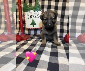 German Shepherd Dog Puppy for sale in MADERA, CA, USA