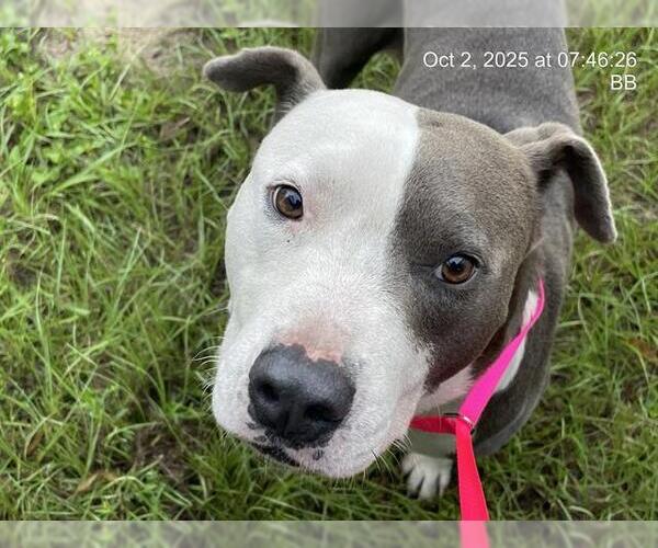 Medium Photo #1 American Pit Bull Terrier-Unknown Mix Puppy For Sale in Ocala, FL, USA