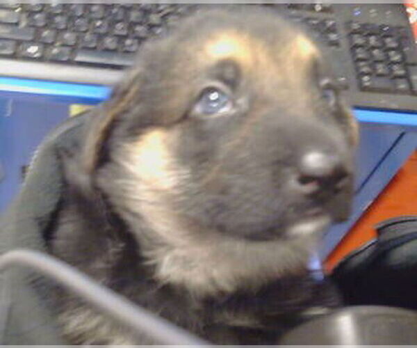 Medium Photo #1 German Shepherd Dog Puppy For Sale in Sacramento, CA, USA