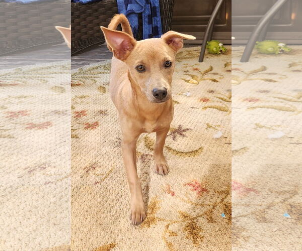 Medium Photo #1 Dachshund-Unknown Mix Puppy For Sale in Marine City, MI, USA