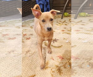 Dachshund-Unknown Mix Dogs for adoption in Marine City, MI, USA