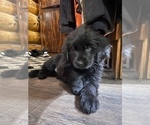 Small Photo #4 Labrador Retriever-Newfoundland Mix Puppy For Sale in MORRIS, MN, USA