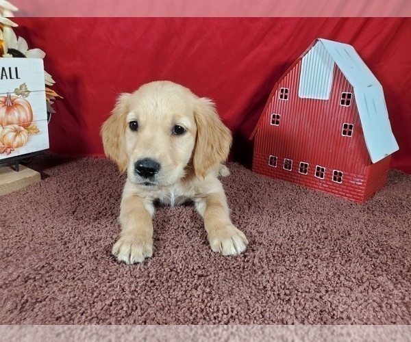 Medium Photo #34 Golden Retriever Puppy For Sale in FALCON, CO, USA