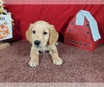 Small #6 Golden Retriever