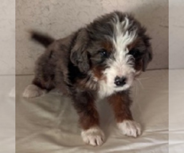 Medium Photo #3 Bernedoodle Puppy For Sale in FREDONIA, PA, USA