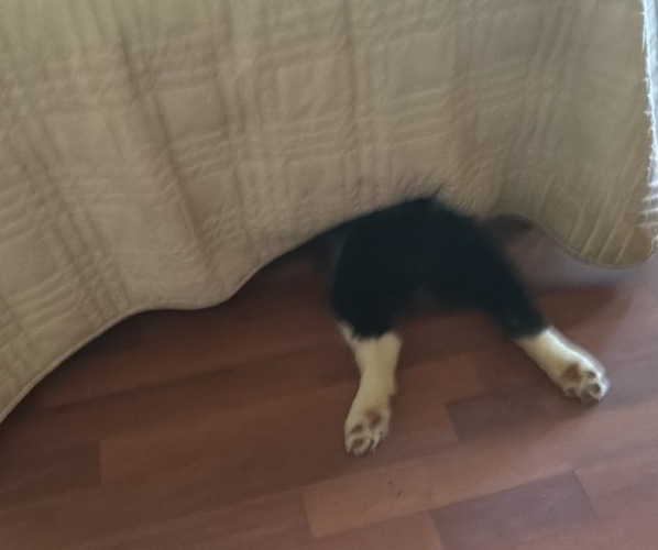 Medium Photo #1 Australian Shepherd-Old English Sheepdog Mix Puppy For Sale in BROKEN BOW, OK, USA