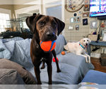 Small #3 Labrador Retriever Mix
