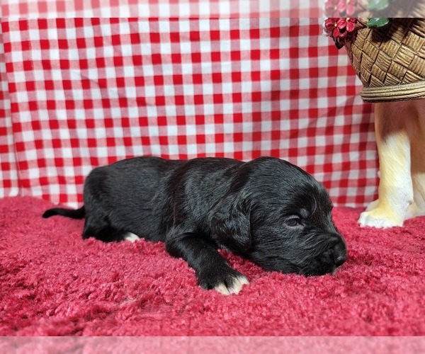 Medium Photo #61 Golden Mountain Dog Puppy For Sale in BLACK FOREST, CO, USA