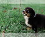 Small Photo #6 Australian Shepherd Puppy For Sale in ARODA, VA, USA