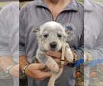 Puppy Tan Australian Cattle Dog