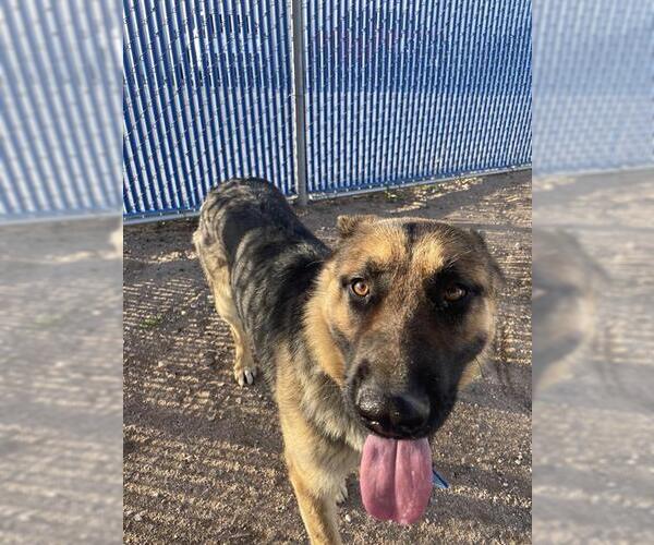 Medium Photo #1 German Shepherd Dog Puppy For Sale in HESPERIA, CA, USA