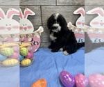 Small Photo #5 Miniature Bernedoodle Puppy For Sale in RICHMOND, IL, USA