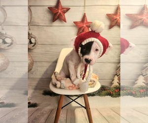 Mutt Dogs for adoption in Clinton , MI, USA