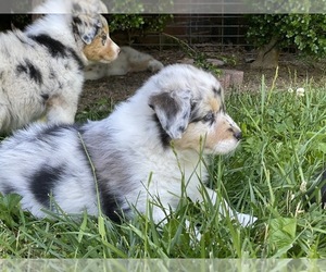 Australian Shepherd Puppy for Sale in N CHESTERFLD, Virginia USA