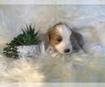 Small Photo #3 F2 Aussiedoodle-Irish Doodle Mix Puppy For Sale in SACRAMENTO, CA, USA