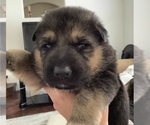 Small Photo #5 German Shepherd Dog Puppy For Sale in BLYTHE, CA, USA