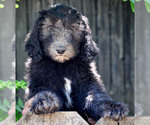 Puppy Gigi Sheepadoodle