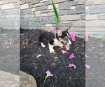 Small Photo #12 Pembroke Welsh Corgi Puppy For Sale in PORT BYRON, NY, USA