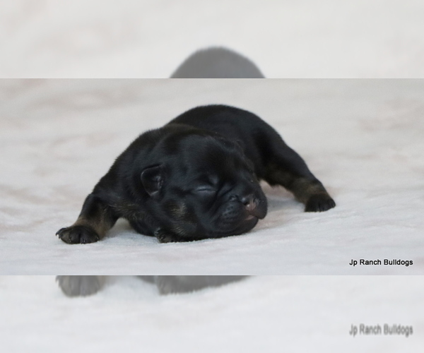 Medium Photo #28 French Bulldog Puppy For Sale in WINNSBORO, TX, USA
