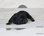 Small Photo #28 French Bulldog Puppy For Sale in WINNSBORO, TX, USA