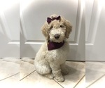 Small Photo #1 Goldendoodle Puppy For Sale in KERNERSVILLE, NC, USA