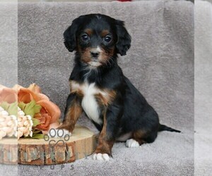 Cavapoo Puppy for sale in LEOLA, PA, USA