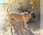 Small #3 American Staffordshire Terrier-Boxer Mix