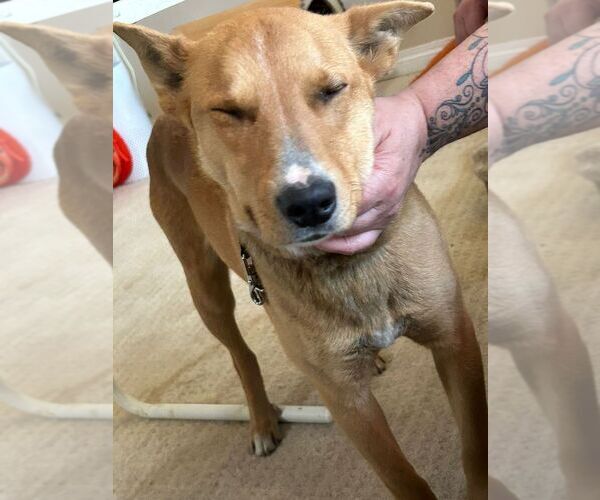 Medium Photo #4 Mutt Puppy For Sale in Calgary, Alberta, Canada