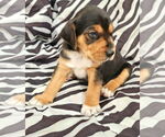 Small #2 Beagle Mix