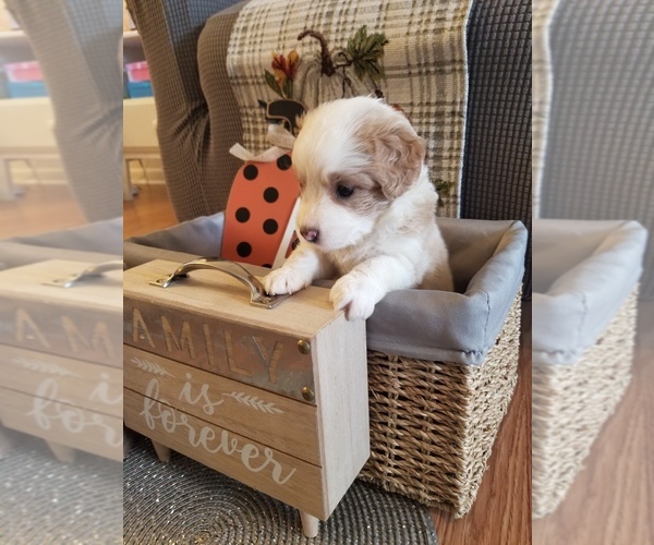 Medium Photo #3 Bernedoodle-Poodle (Miniature) Mix Puppy For Sale in LAKE CITY, FL, USA
