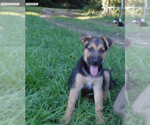 Medium Photo #16 Shepweiller Puppy For Sale in MC INTYRE, GA, USA