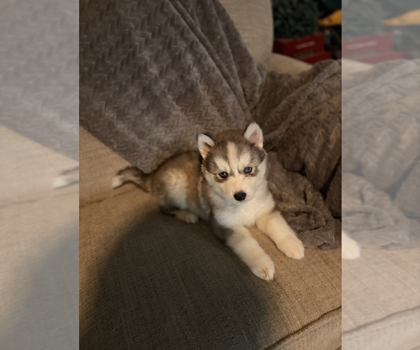 Medium Photo #2 Siberian Husky Puppy For Sale in ALTON, IL, USA