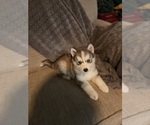 Small #1 Siberian Husky